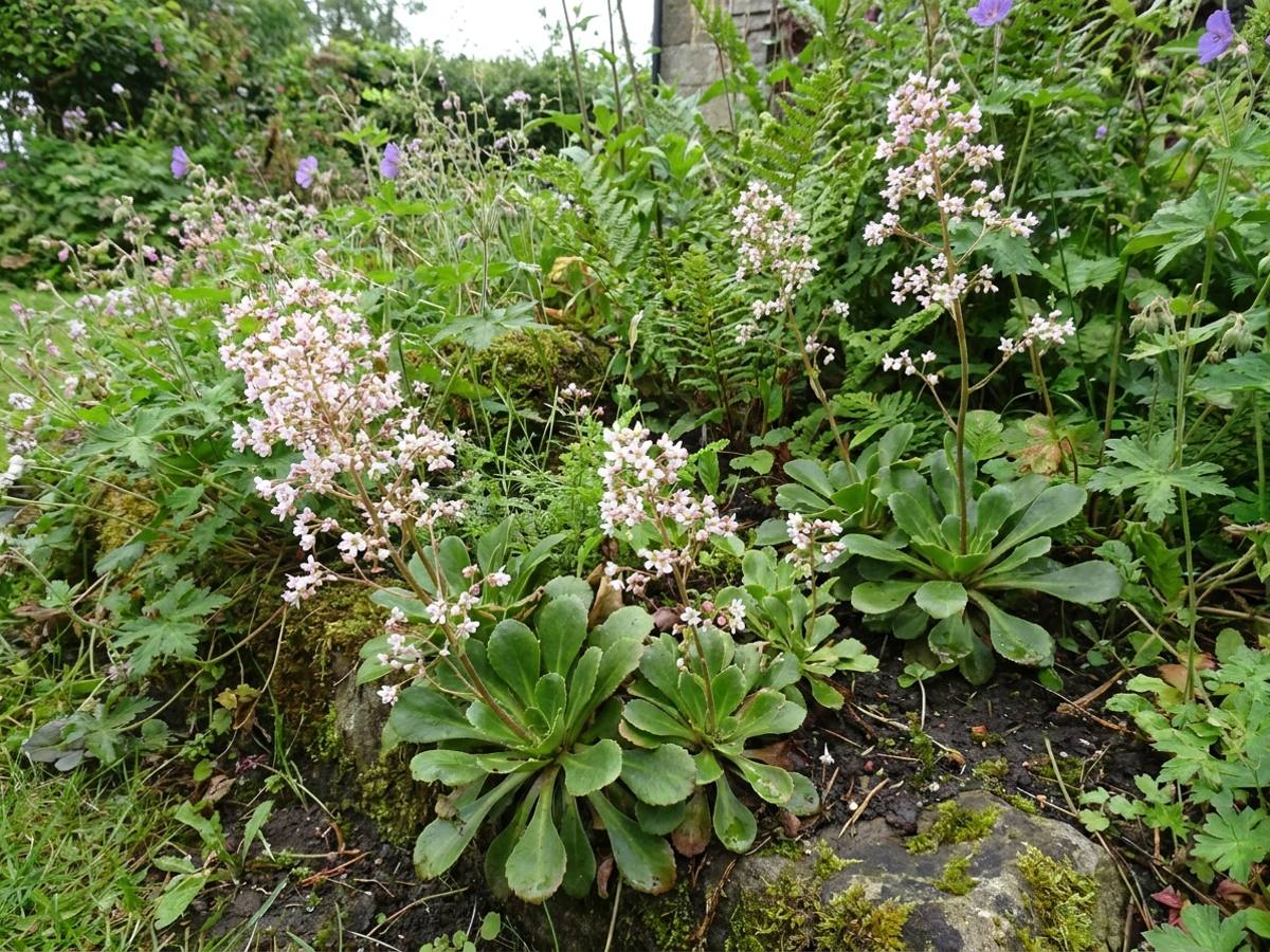 Saxifraga umbrosa in the garden