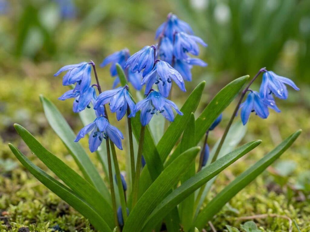 Scilla siberica