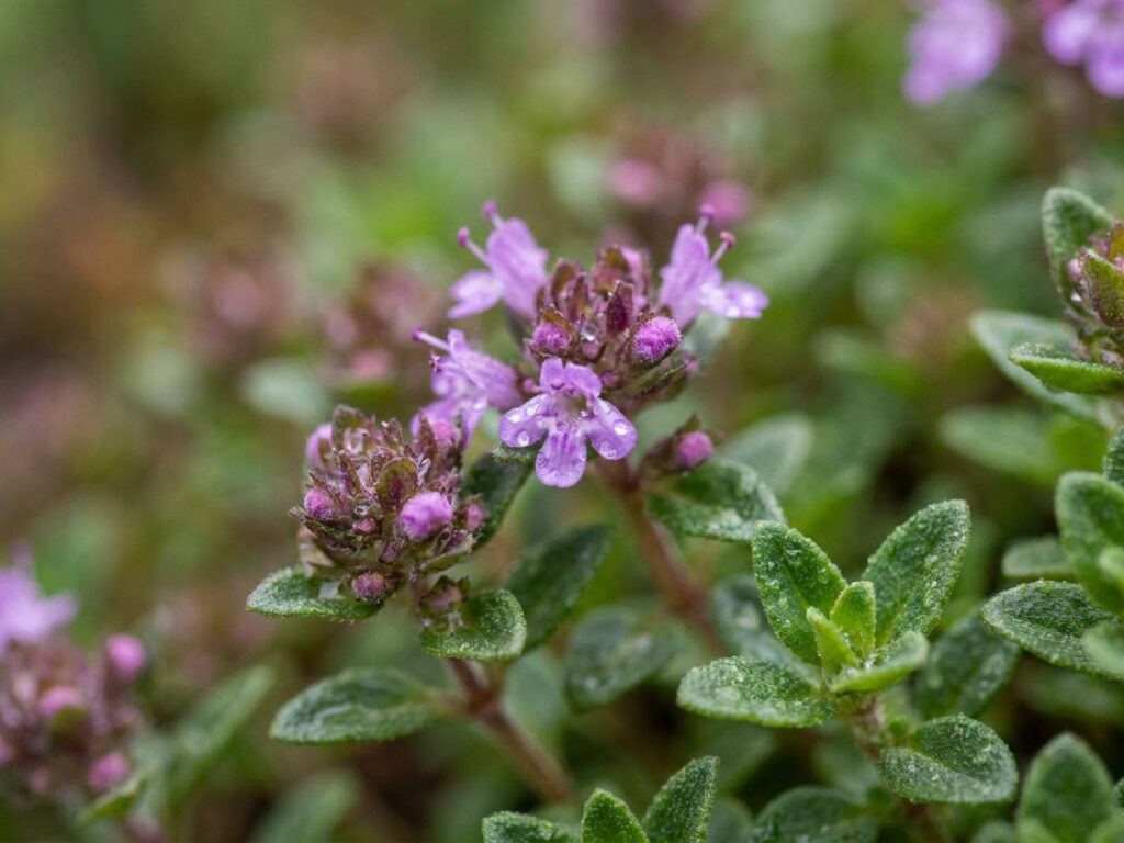 Thymus serpyllum