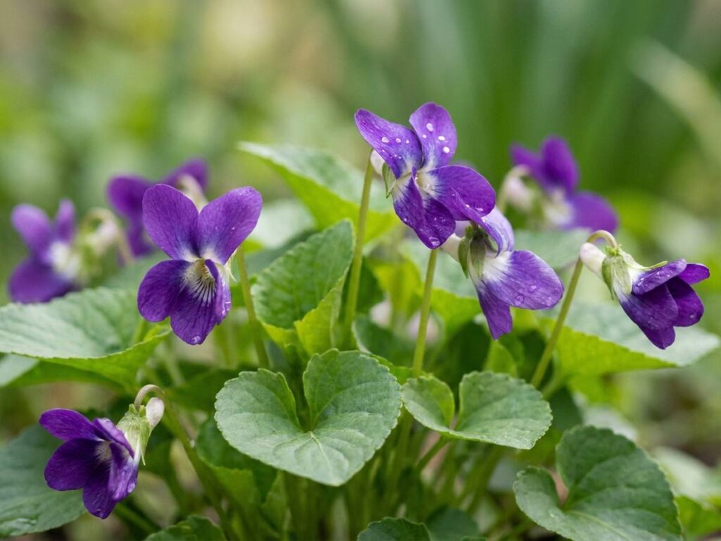 Viola odorata