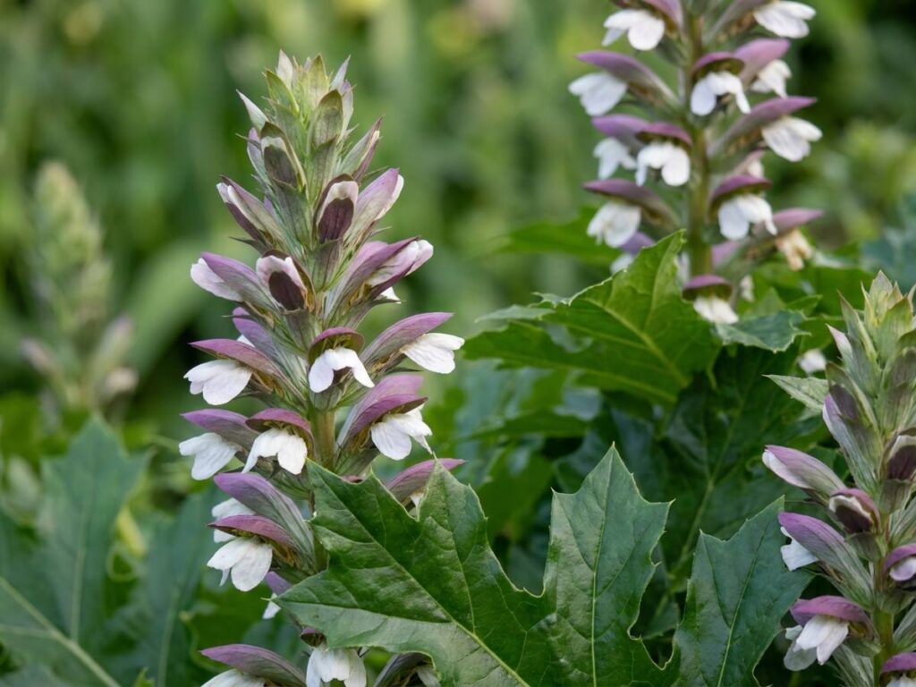 Acanthus mollis