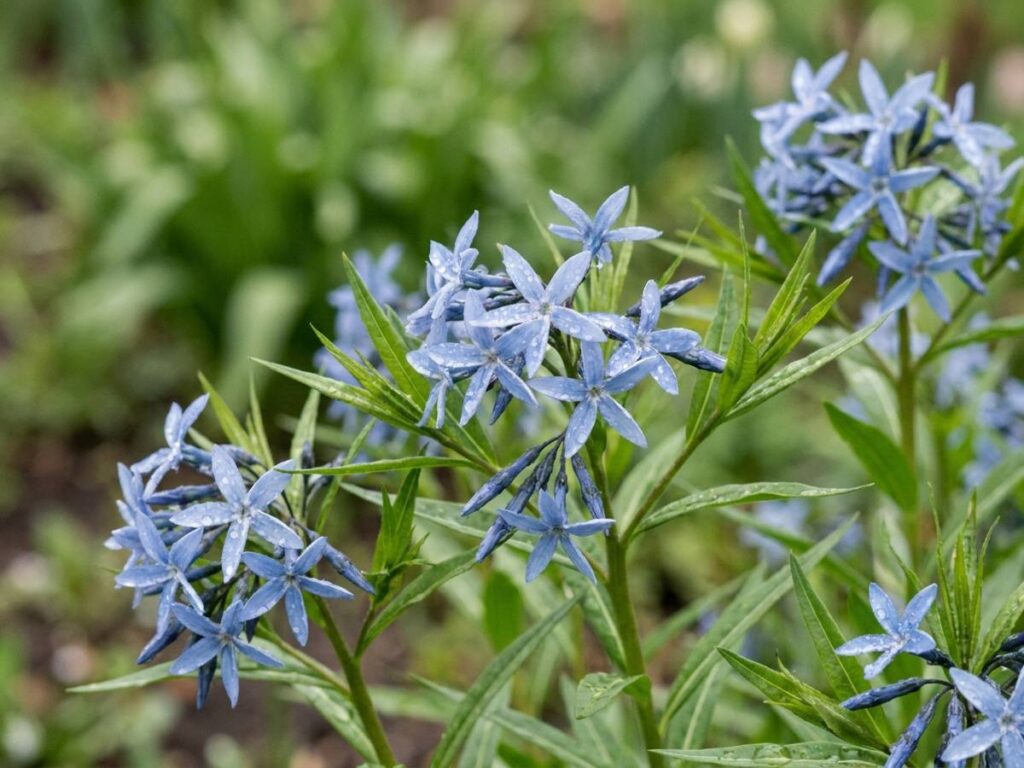 Amsonia tabernaemontana
