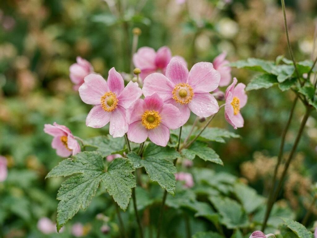 Anemone hupehensis