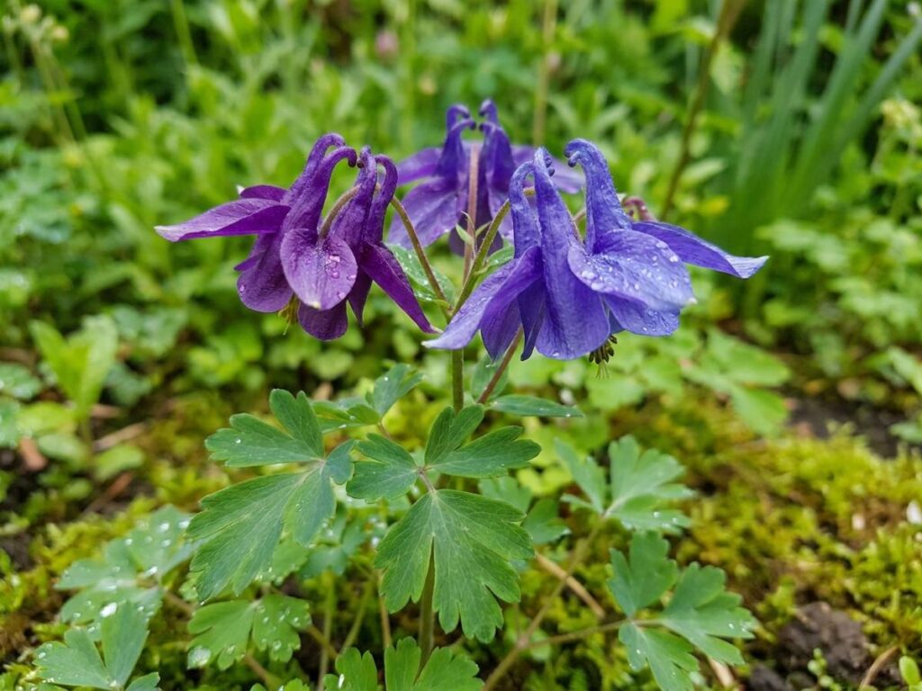 Aquilegia vulgaris