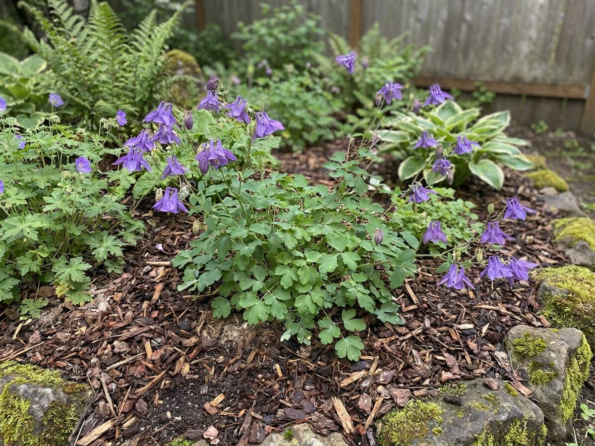 Aquilegia vulgaris growing in a garden border