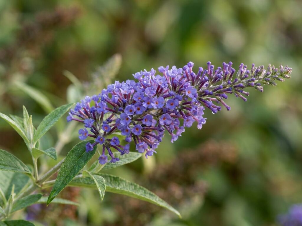 Buddleja davidii
