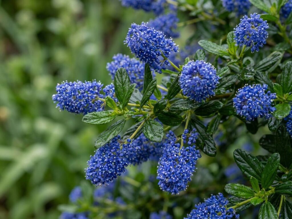 Ceanothus thyrsiflorus