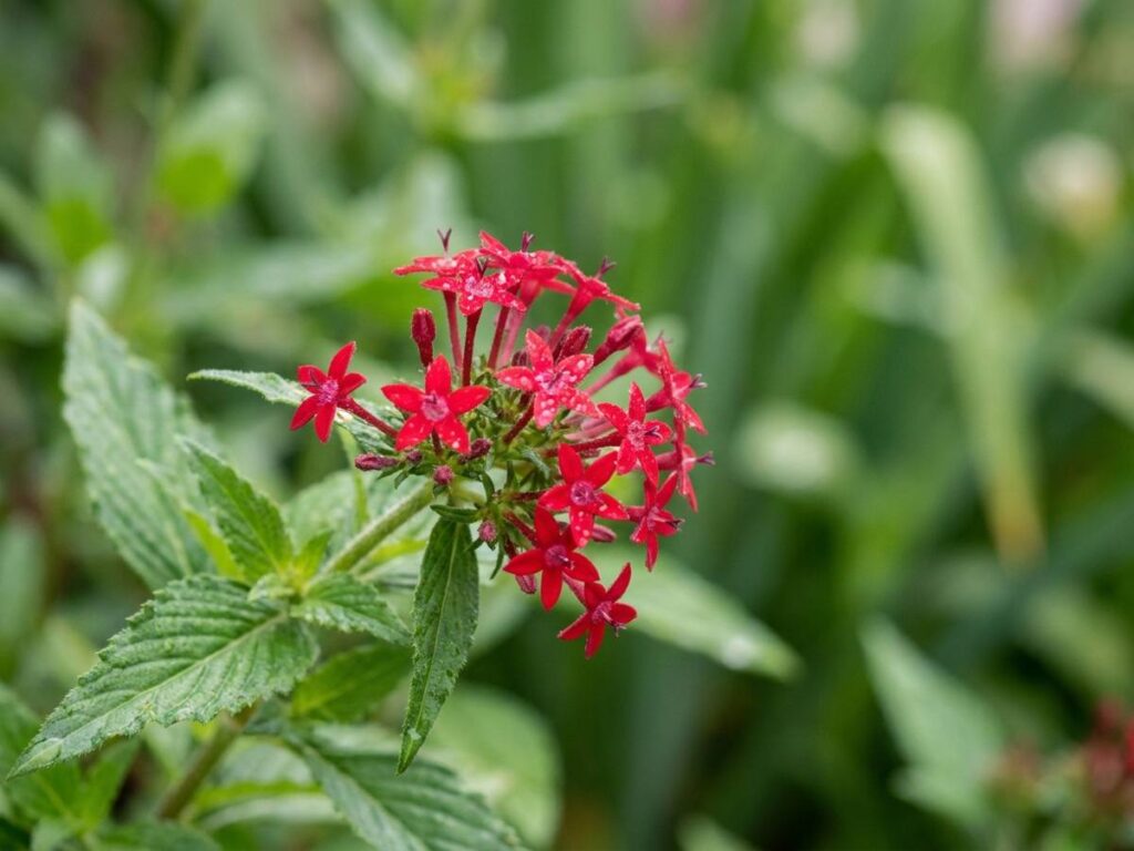 Centranthus ruber