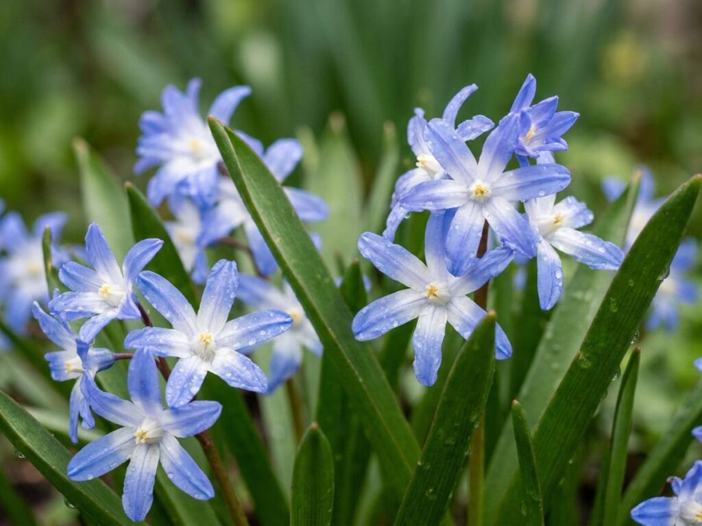 Chionodoxa forbesii