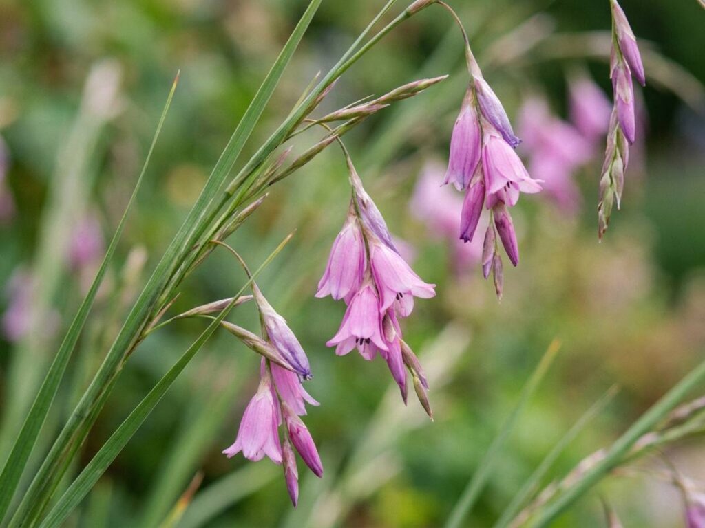 Dierama pulcherrimum