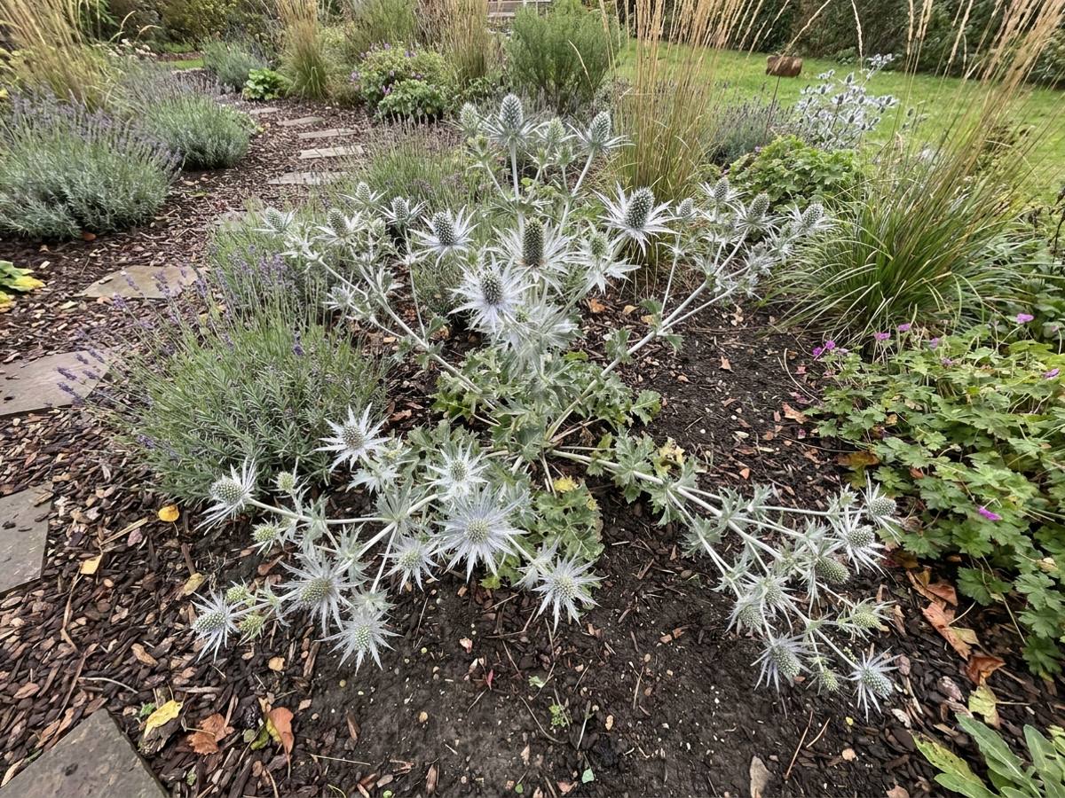 Eryngium giganteum growing in a garden border