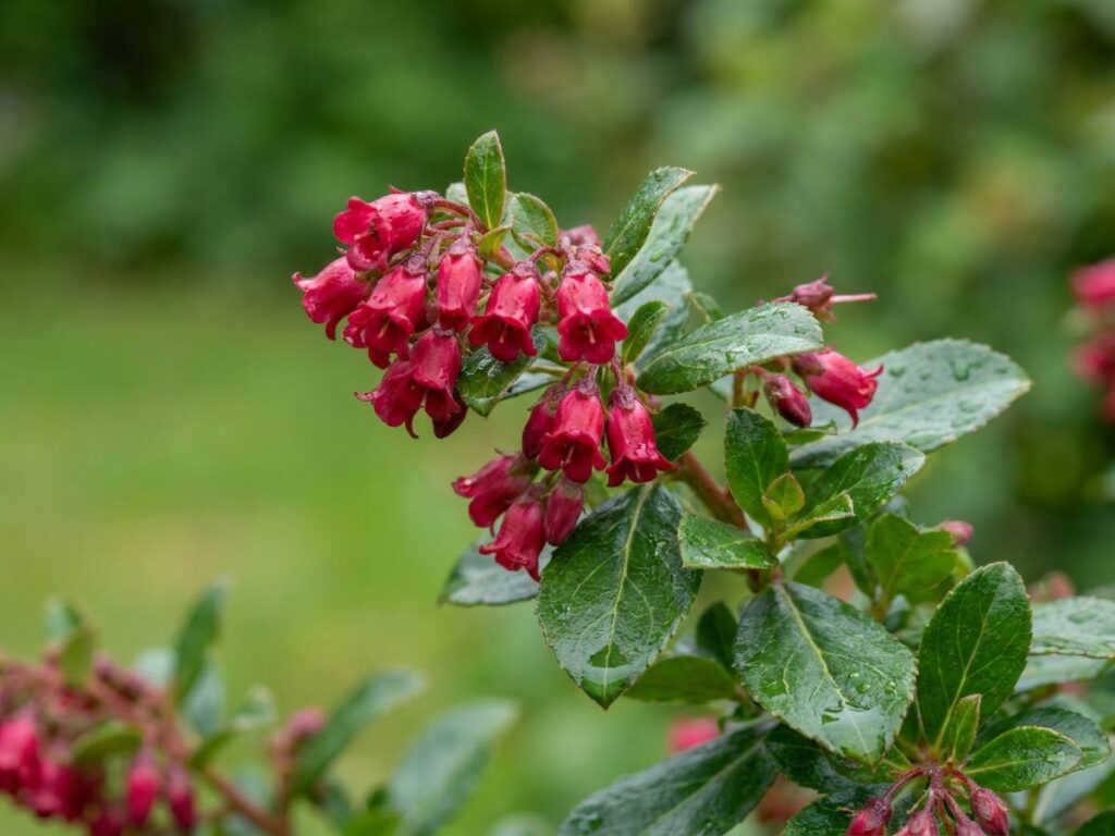Escallonia rubra