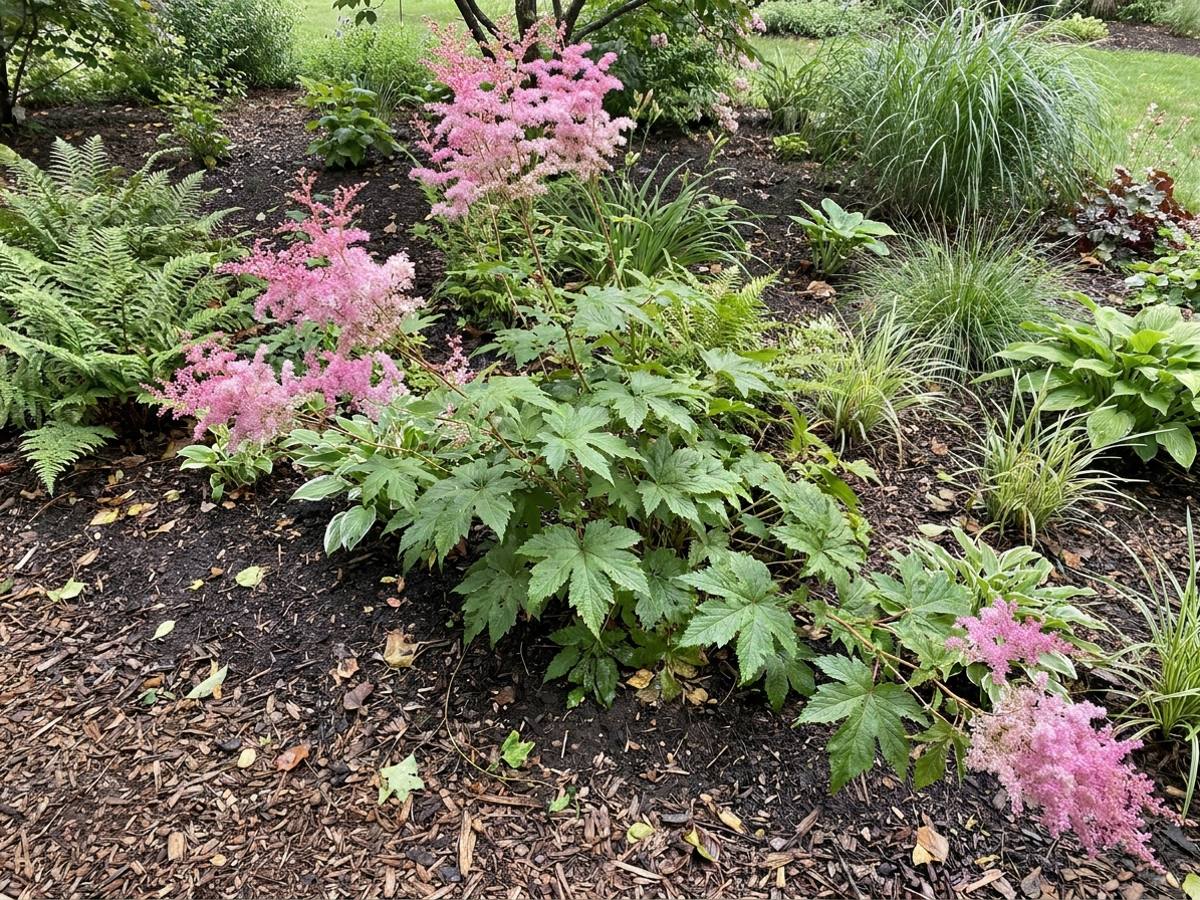 Filipendula rubra growing in a garden border