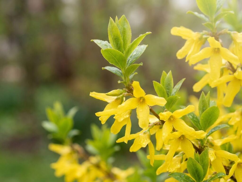 Forsythia x intermedia