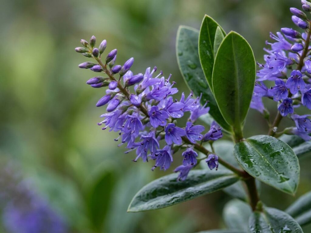Hebe speciosa