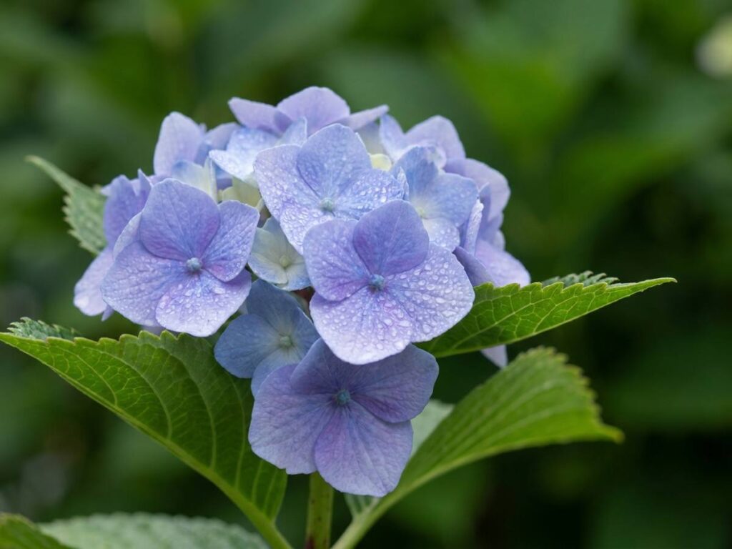 Hydrangea macrophylla