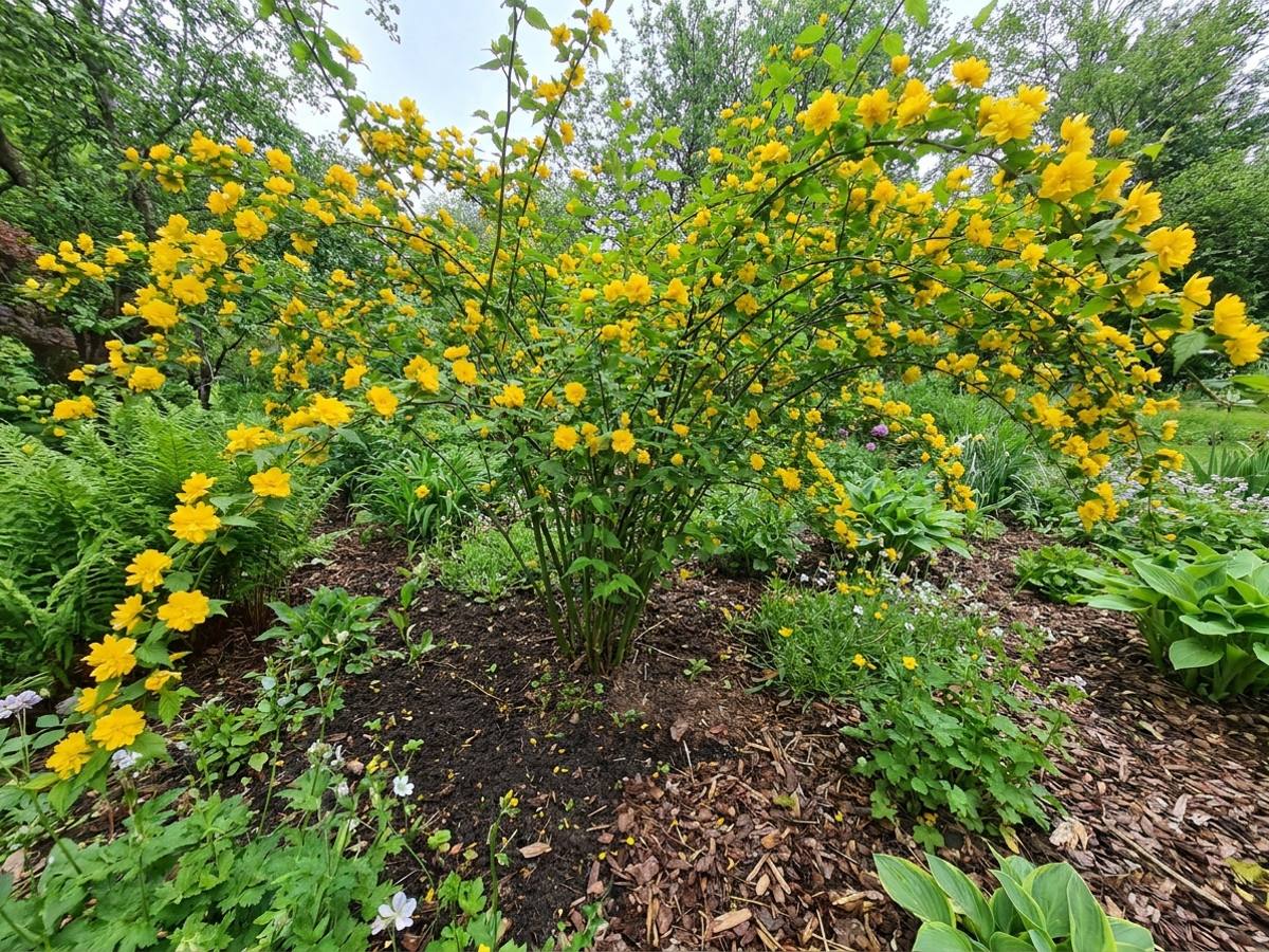 Kerria japonica growing in a garden border