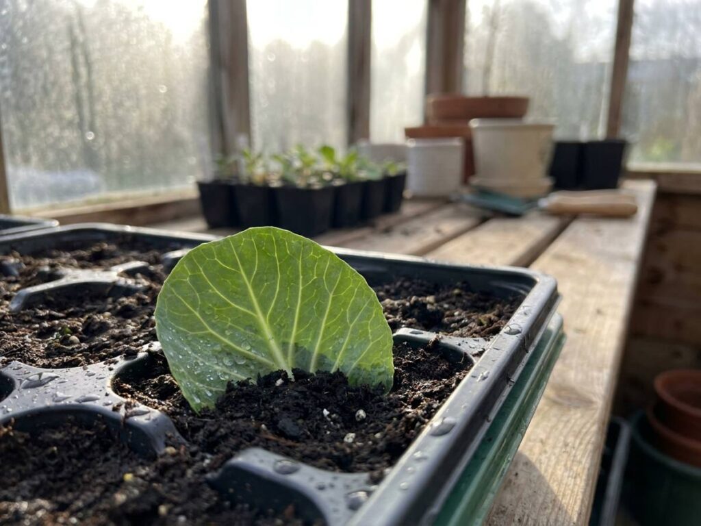 Cabbage from cuttings: propagating brassicas from leaf scraps