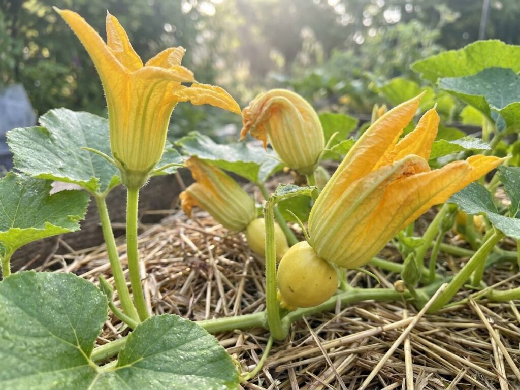 Courgette plants flowering but no fruit? Act now to save your summer crop