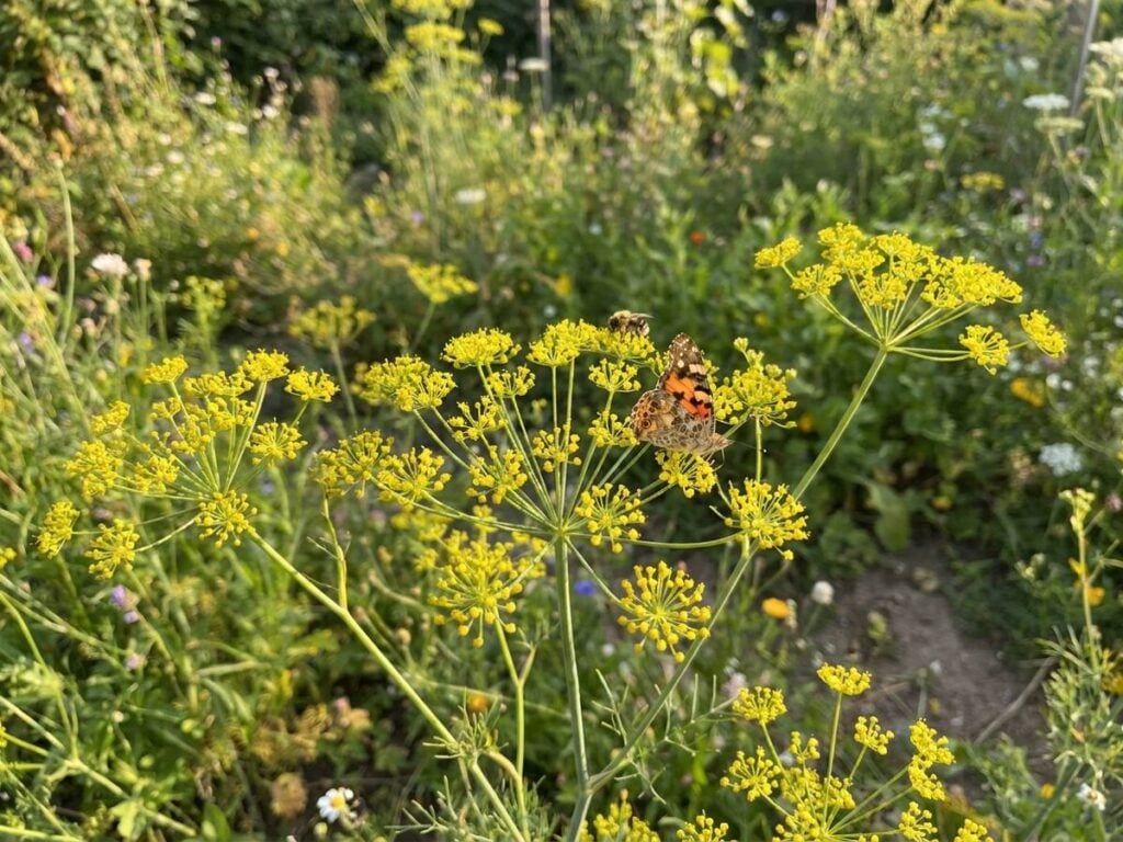 Why Gardeners Are Growing Fennel As A Butterfly Magnet This Summer