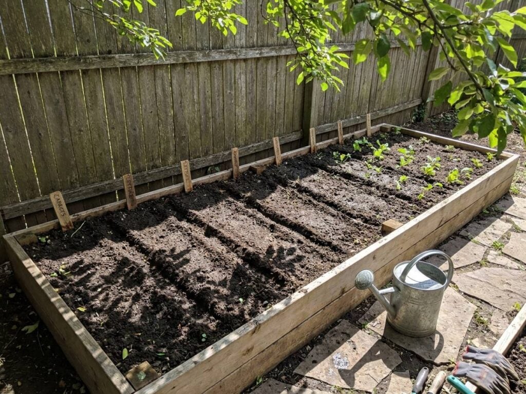 Sowing leafy greens in August shade: which varieties actually germinate