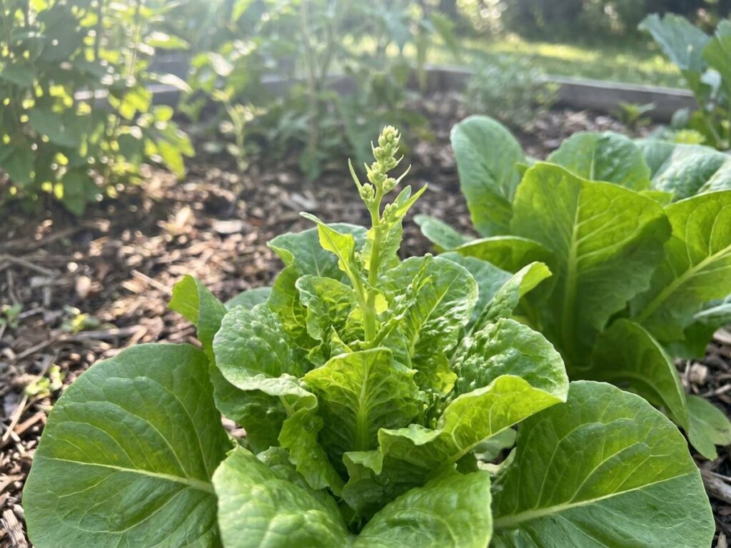 Why Your Lettuce Is Bolting Early—and How to Stop It