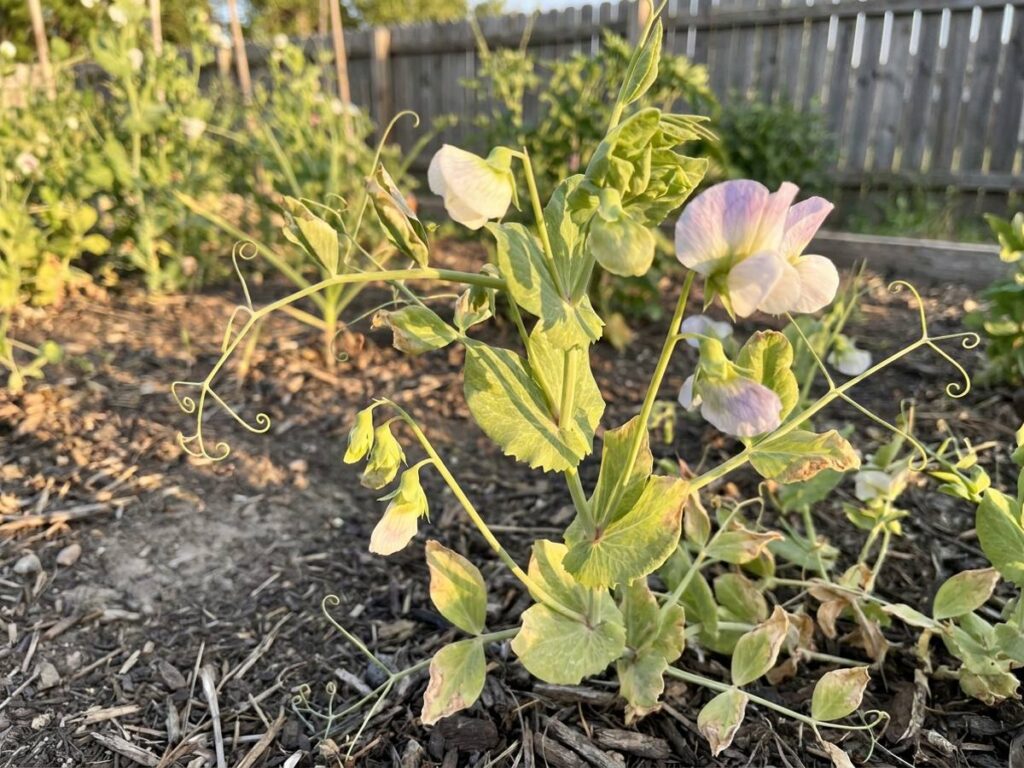 Why Your Peas Are Flowering Too Early—and How to Stop It