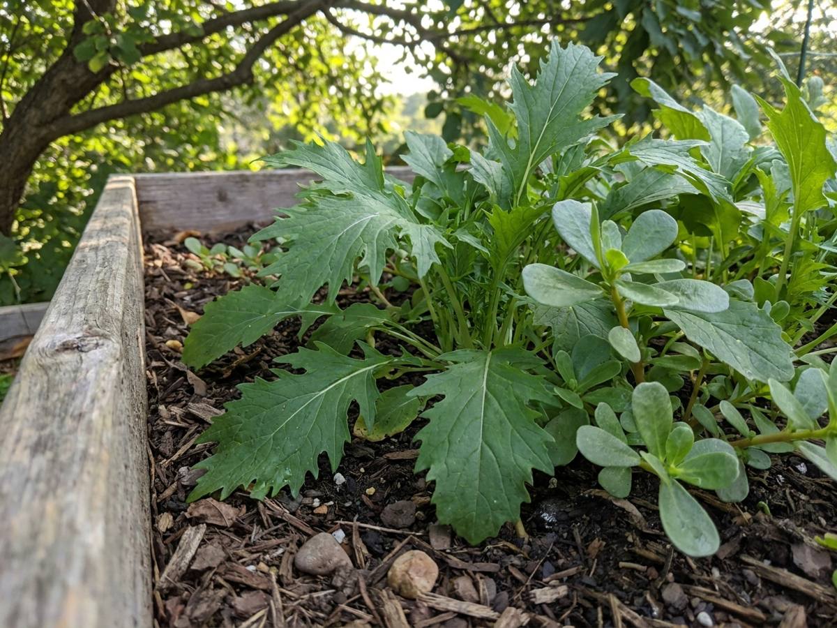 Late summer sowing in shade: which crops still have time