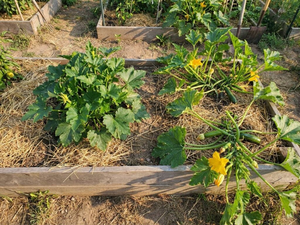 Stop pinching out your squash plants — they'll fruit better left alone