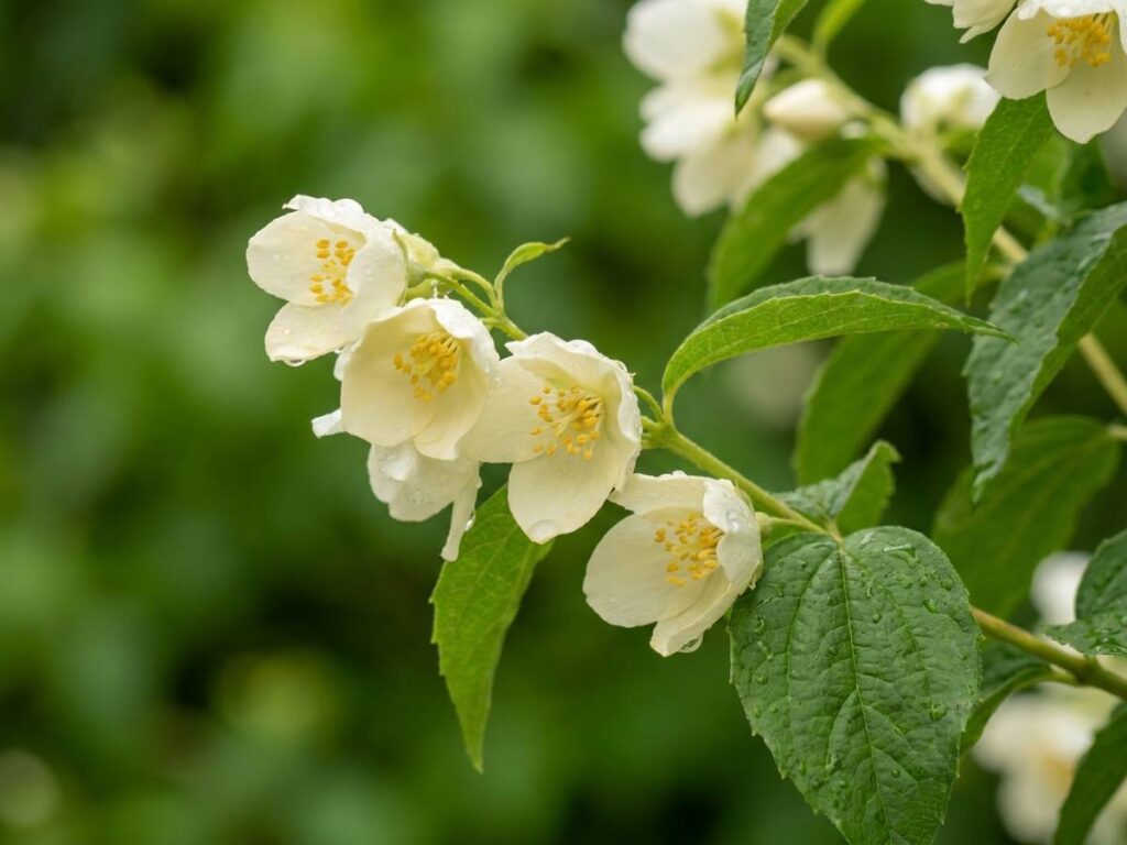 Philadelphus coronarius