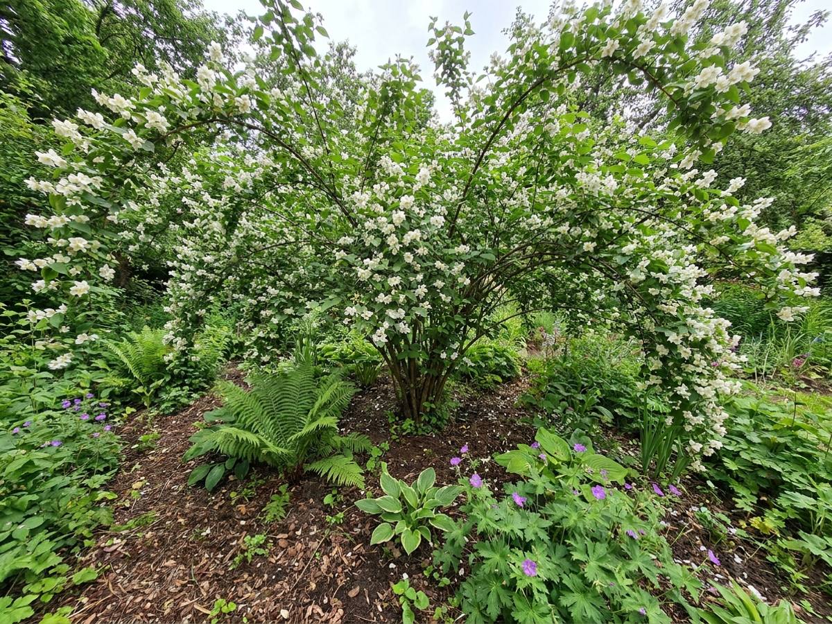 Philadelphus coronarius growing in a garden border
