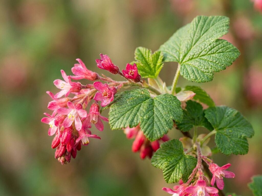 Ribes sanguineum