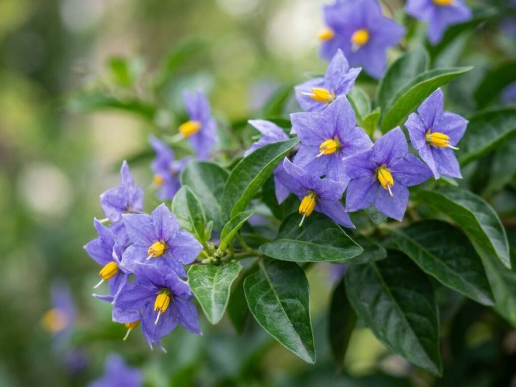 Solanum crispum