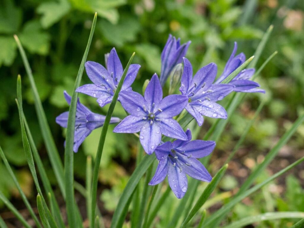 Triteleia laxa