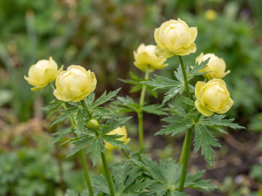 Trollius europaeus
