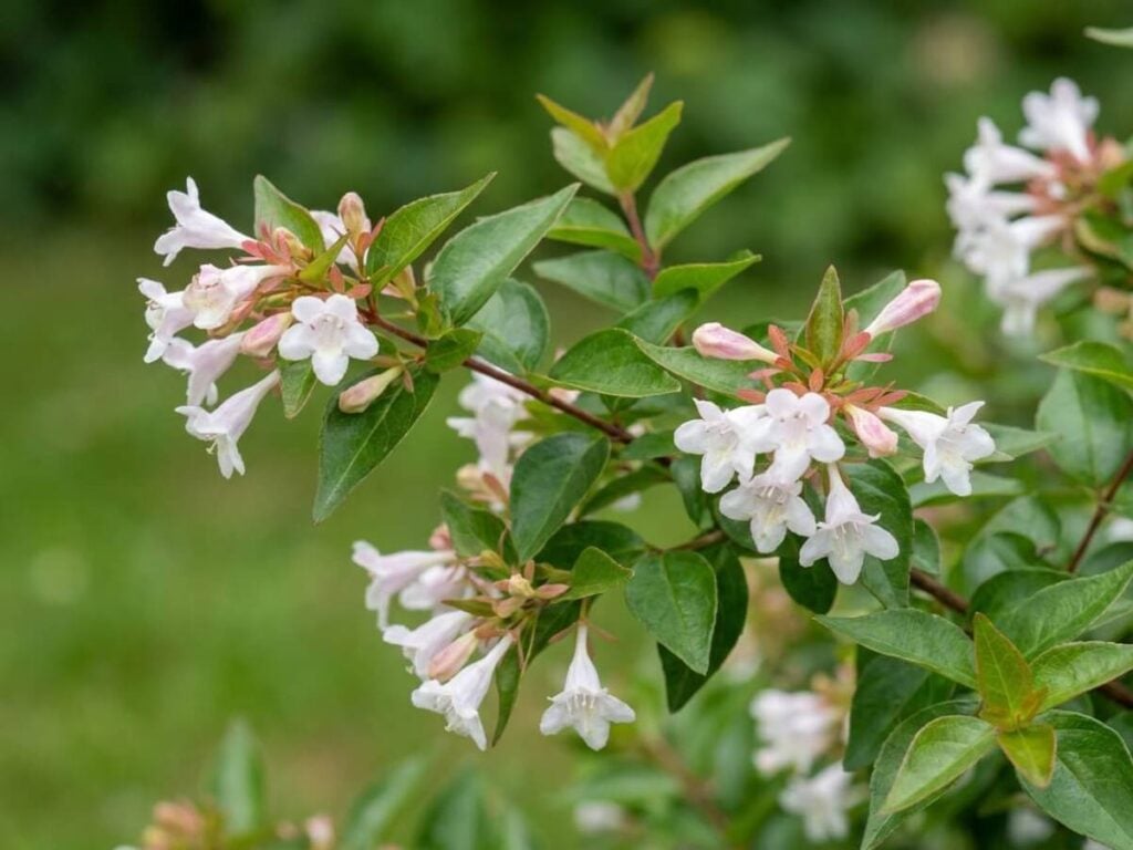 Abelia mosanensis
