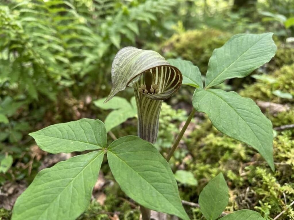 Arisaema triphyllum