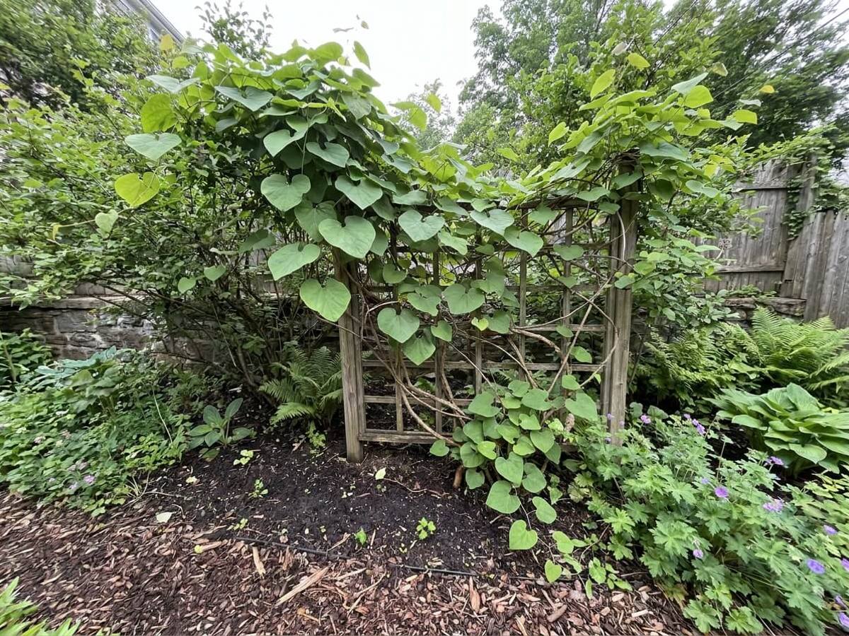 Aristolochia macrophylla growing in a garden border