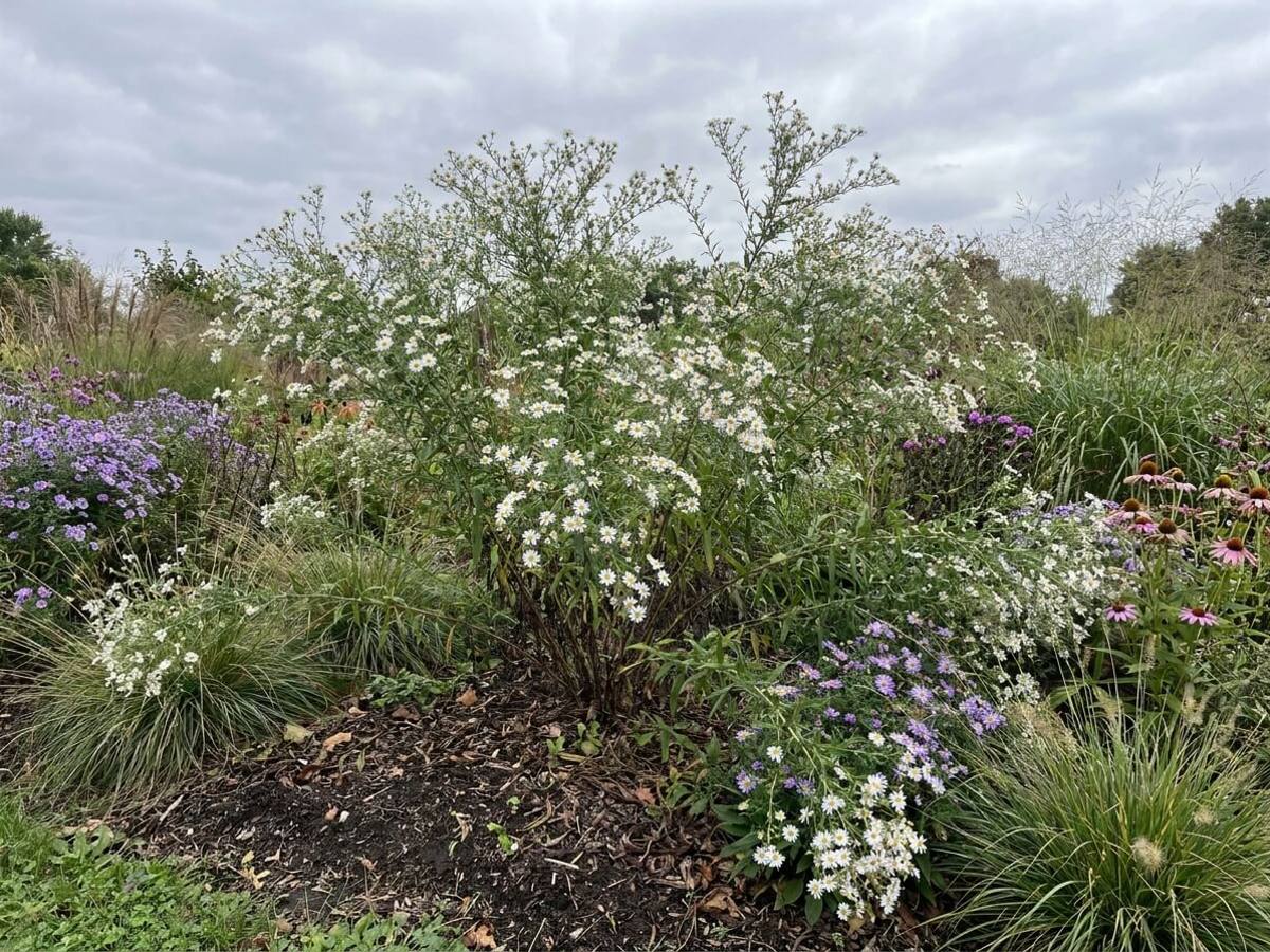 Boltonia asteroides growing in a garden border
