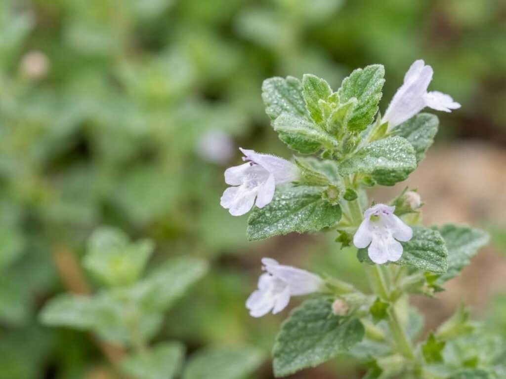 Calamintha nepeta