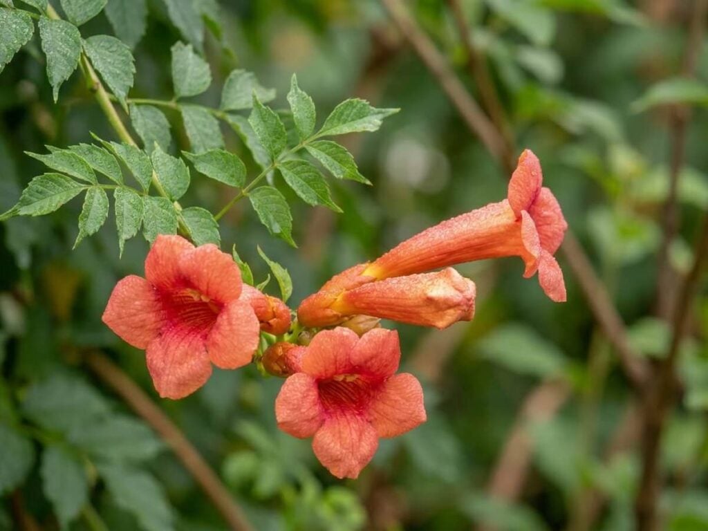 Campsis grandiflora