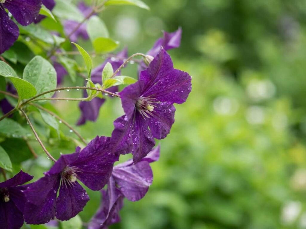 Clematis viticella