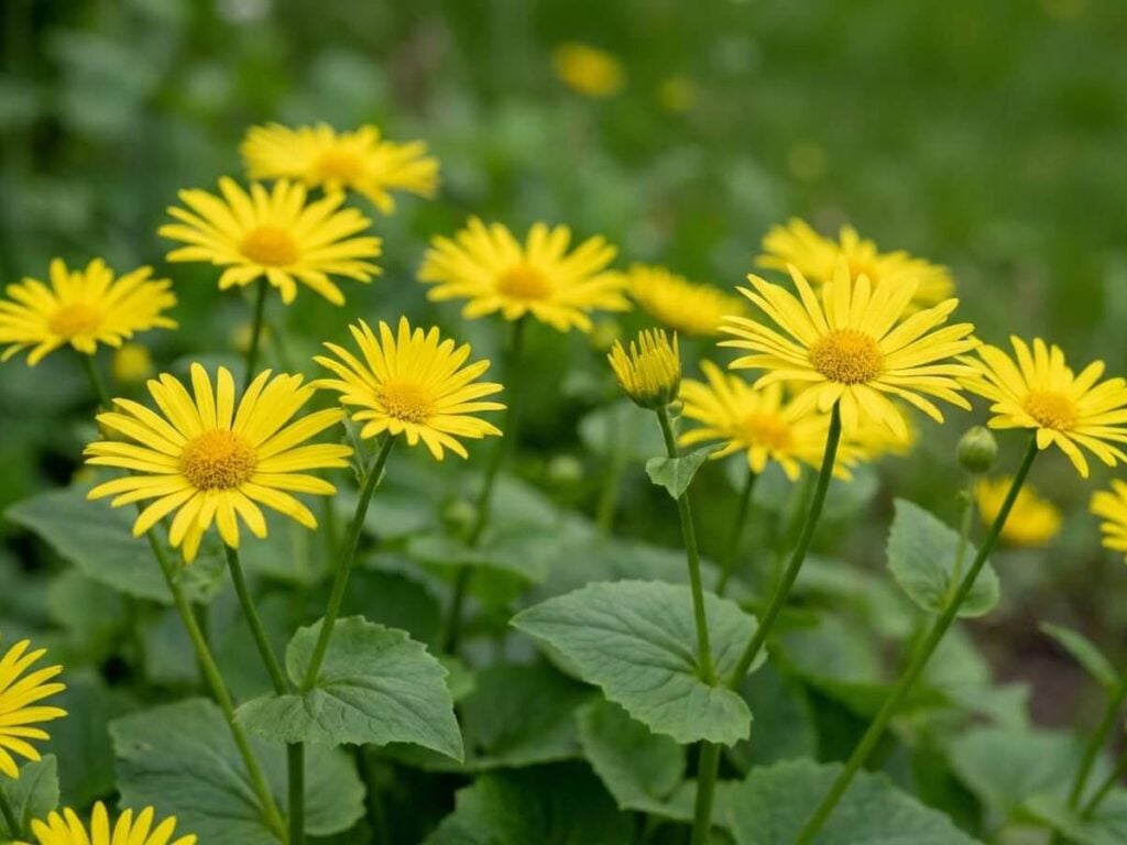 Doronicum orientale