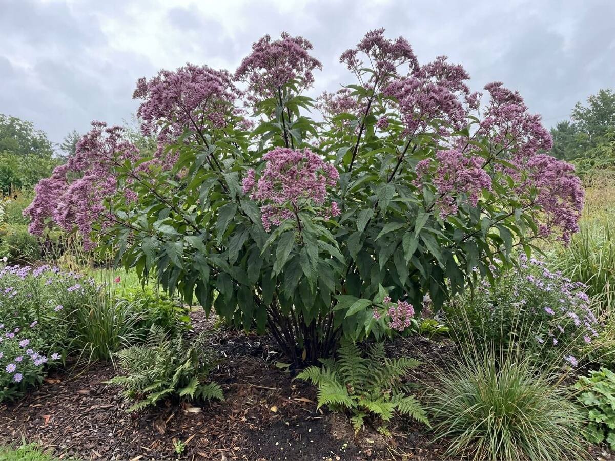 Eupatorium maculatum growing in a garden border