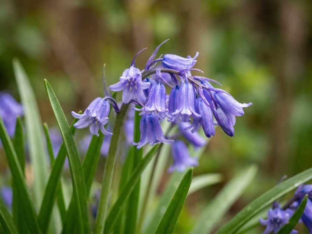Hyacinthoides hispanica