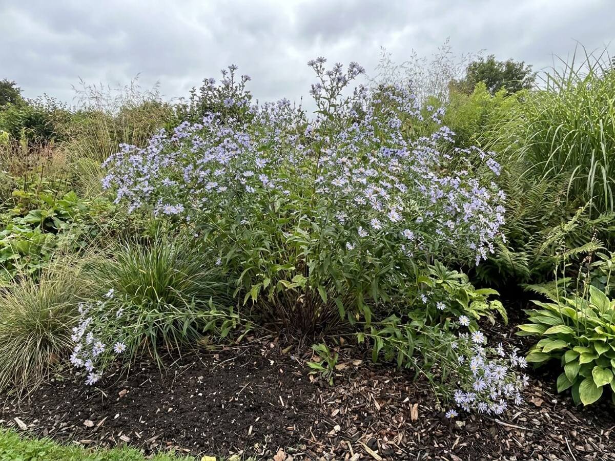 Kalimeris incisa growing in a garden border