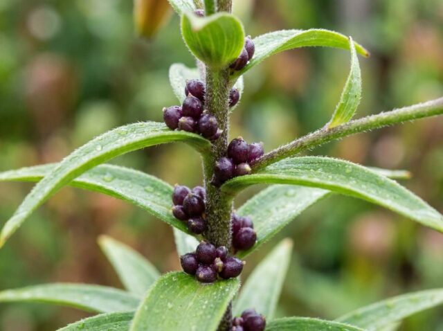 Small dark purple bulbils clustered in the leaf axils along a lily stem