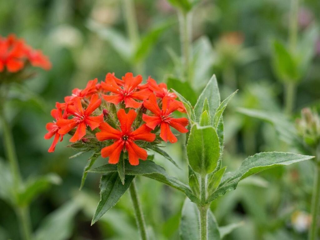 Lychnis chalcedonica