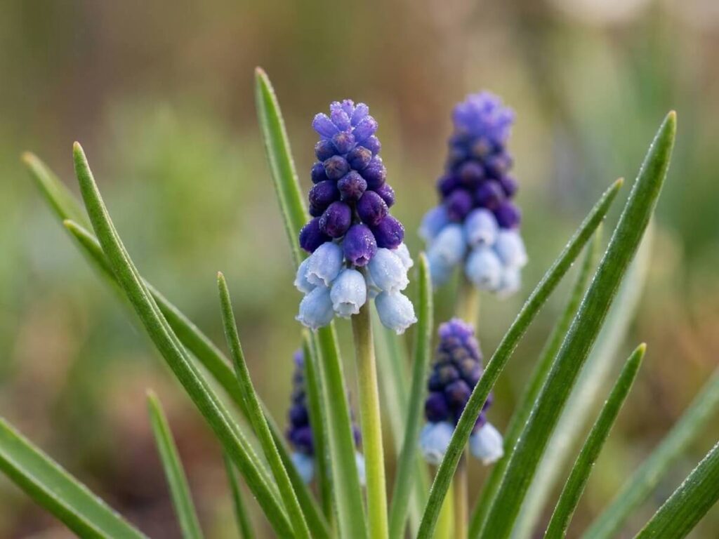 Muscari latifolium