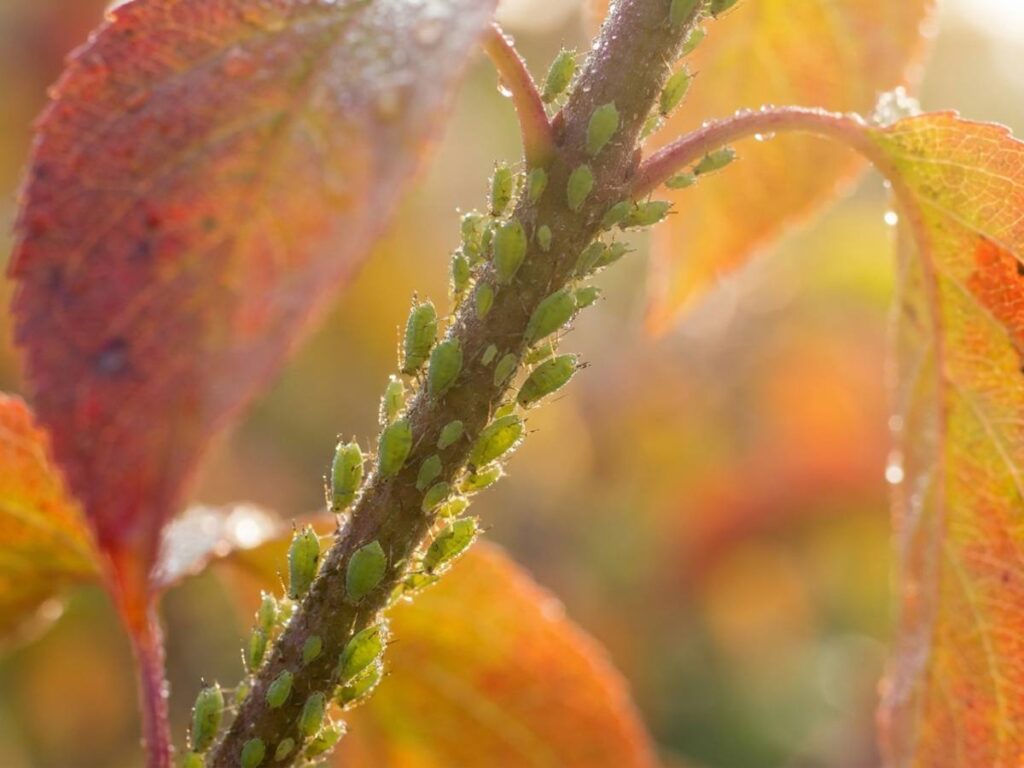 Autumn aphid explosion: why your garden is suddenly swarming